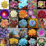 SEMENTES DE SUCULENTA